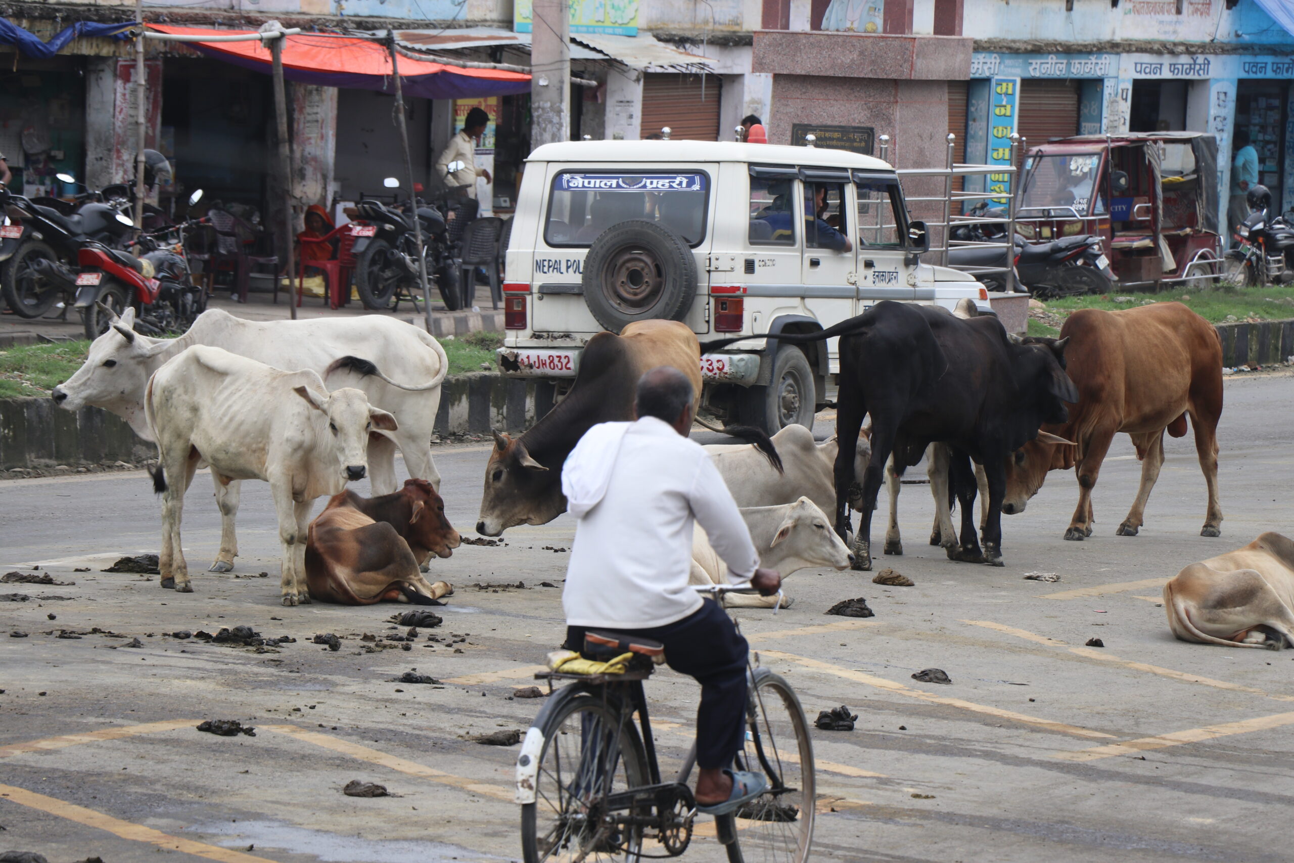 आज विश्व पशु दिवस मनाइँदै