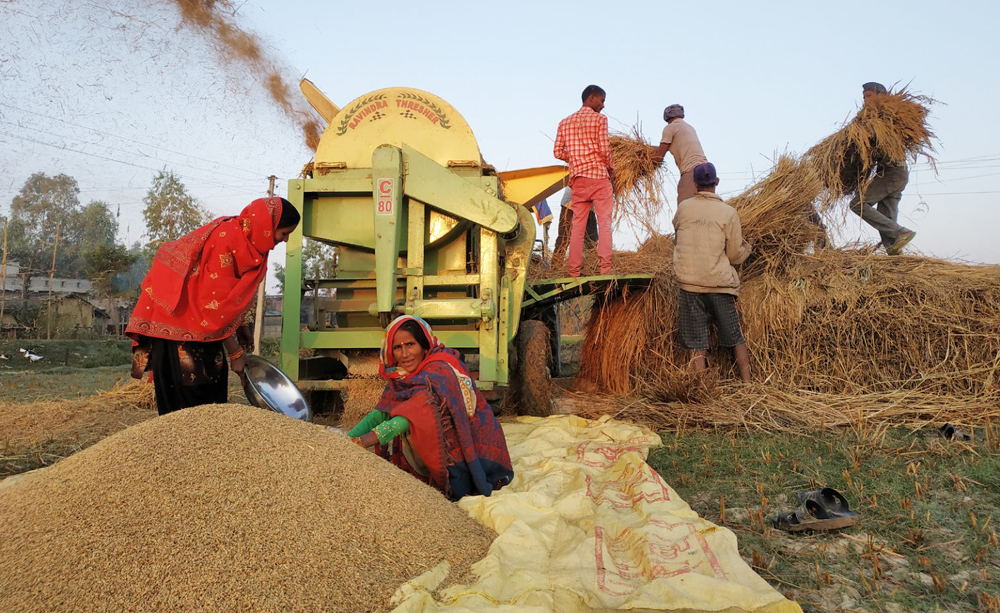 मधेस प्रदेशमा धान उत्पादन बढ्यो