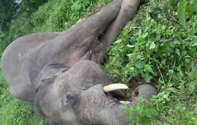 श्रीलंकामा करेन्ट लागेर ५० जंगली हात्तीको मृत्यु